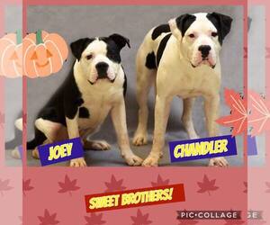 Bull-Boxer Dogs for adoption in Walnutport, PA, USA