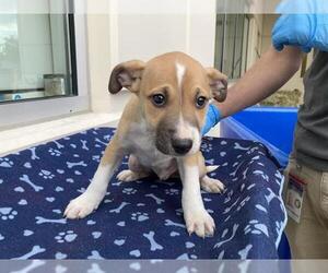 Labsky Dogs for adoption in Orange, CA, USA