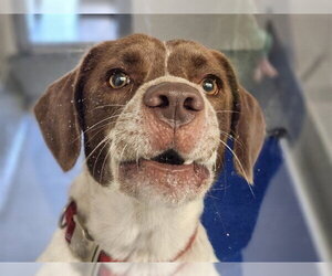 Pointer-Unknown Mix Dogs for adoption in Ocala, FL, USA