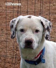 Lab-Pointer Dogs for adoption in Scottsdale, AZ, USA