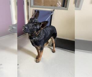 German Shepherd Dog-Unknown Mix Dogs for adoption in Santa Cruz, CA, USA