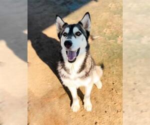 Siberian Husky Dogs for adoption in Bakersfield, CA, USA