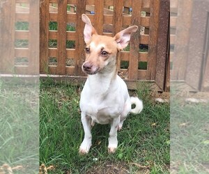 Chiweenie Dogs for adoption in byhalia, MS, USA