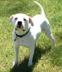 American Bulldog-Unknown Mix Dogs for adoption in Dallas, TX, USA