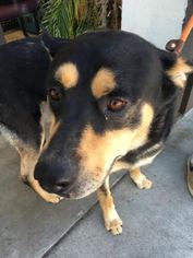 Shepweiller Dogs for adoption in Seattle, WA, USA