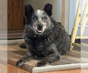 Mutt Dogs for adoption in Minneapolis, MN, USA