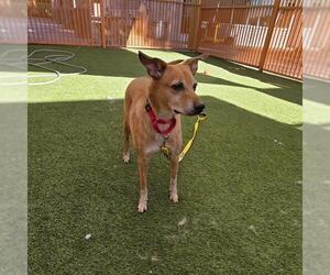 Medium Photo #1 Mutt Puppy For Sale in Las Vegas, NV, USA