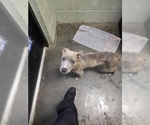 American Pit Bull Terrier-Unknown Mix Dogs for adoption in Tulsa, OK, USA