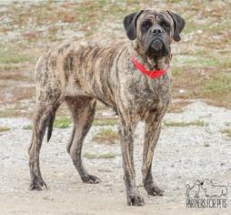 Mastiff Dogs for adoption in Troy, IL, USA