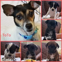 Rat-Cha Dogs for adoption in Roxboro, NC, USA