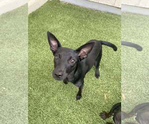 Chihuahua Dogs for adoption in Tempe , AZ, USA