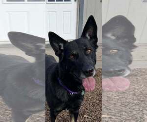 Mutt Dogs for adoption in Alturas, CA, USA