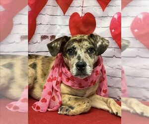 Catahoula Leopard Dog-Unknown Mix Dogs for adoption in Augusta, GA, USA