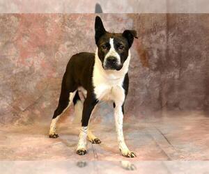 American Pit Bull Terrier-Border Collie Mix Dogs for adoption in West Valley, UT, USA