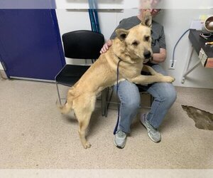 Labrador Retriever-Unknown Mix Dogs for adoption in Bakersfield, CA, USA