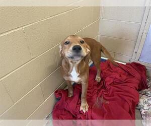 Labrador Retriever-Unknown Mix Dogs for adoption in Waco, TX, USA