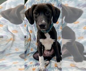 Labrador Retriever-Unknown Mix Dogs for adoption in Dublin, OH, USA