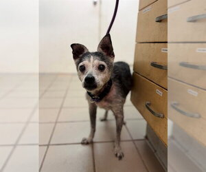 Chihuahua Dogs for adoption in Santa Barbara, CA, USA
