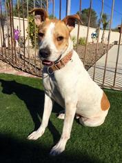 Box heeler Dogs for adoption in Tucson, AZ, USA