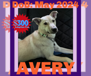 Labrador Retriever-Unknown Mix Dogs for adoption in Sebec, ME, USA