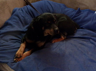 Rottweiler Dogs for adoption in Yakima, WA, USA