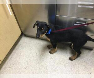 German Shepherd Dog-Unknown Mix Dogs for adoption in Riverside, CA, USA