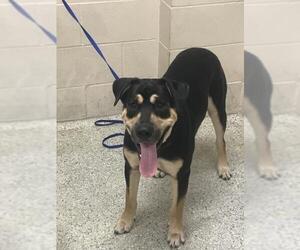 Labrador Retriever-Unknown Mix Dogs for adoption in Conroe, TX, USA