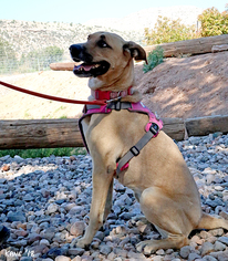 Catahoula Leopard Dog-Unknown Mix Dogs for adoption in Cottonwood, AZ, USA