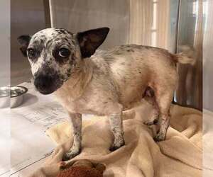 Chihuahua-Unknown Mix Dogs for adoption in New York, NY, USA