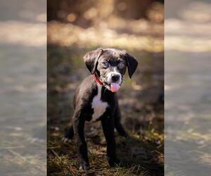 Labrador Retriever-Unknown Mix Dogs for adoption in Belleville, IL, USA