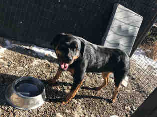 Rottweiler Dogs for adoption in Frisco, CO, USA