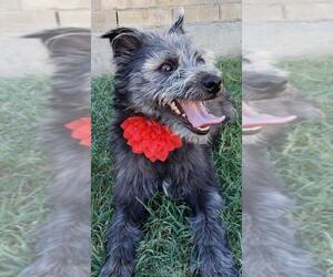 Cairwich Terrier Dogs for adoption in McKinney, TX, USA