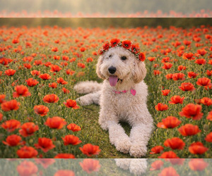 Poodle (Standard) Dogs for adoption in Clovis, CA, USA