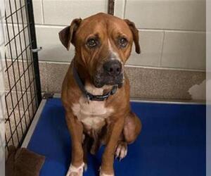 Boxer Dogs for adoption in Tavares, FL, USA