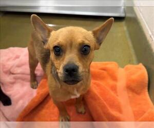 Chihuahua-Unknown Mix Dogs for adoption in Moreno Valley, CA, USA