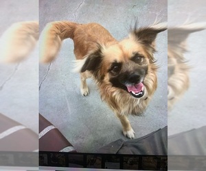 Pekingese Dogs for adoption in Menifee, CA, USA