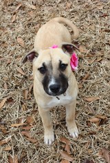 Small American Staffordshire Terrier-Black Mouth Cur Mix