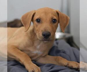 Labrador Retriever-Unknown Mix Dogs for adoption in San Antonio, TX, USA