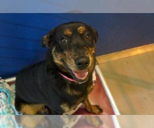 Shepweiller Dogs for adoption in Norfolk, VA, USA