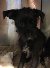 Medium Photo #1 Mutt Puppy For Sale in Sanford, FL, USA