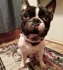French Bulldog Dogs for adoption in Plano, TX, USA