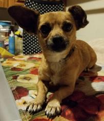 Jacairn Dogs for adoption in Phoenix, AZ, USA