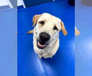Labrador Retriever Dogs for adoption in Lockport, NY, USA