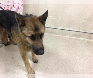 German Shepherd Dog Dogs for adoption in Riverside, CA, USA