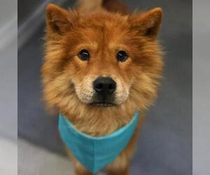 Chow Chow Dogs for adoption in San Antonio, TX, USA