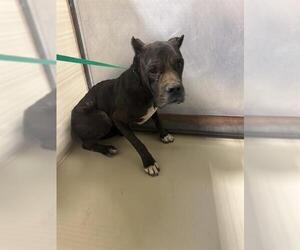 Mutt Dogs for adoption in Bakersfield, CA, USA