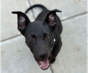 Labrador Retriever-Unknown Mix Dogs for adoption in Tulsa, OK, USA