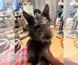 Mutt Dogs for adoption in Menifee, CA, USA