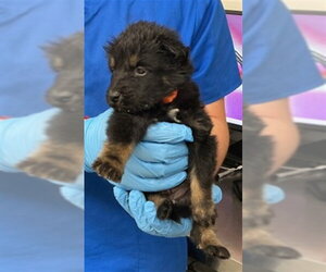 Border Collie-Unknown Mix Dogs for adoption in San Bernardino, CA, USA