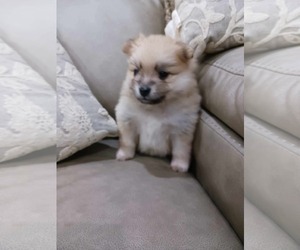 Pomeranian-Unknown Mix Dogs for adoption in Gulfport, MI, USA